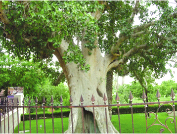 Cây sung Giakêu 500 tuổi