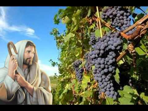 Cả các anh nữa, hãy đi vào vườn nho!.