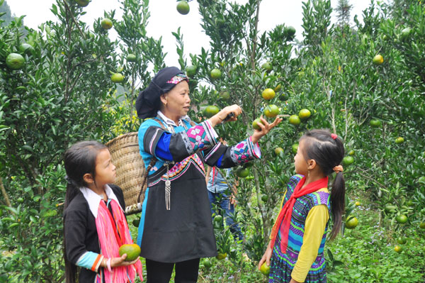 Mùa quýt Mường Khương. Ảnh: Thanh Ngân 