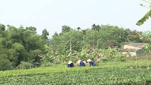 Hiện, toàn xã Phúc Trìu có gần 355ha chè, diện tích chè kinh doanh là 350ha, năng suất đạt 160 tạ/ha. Ảnh: CTV