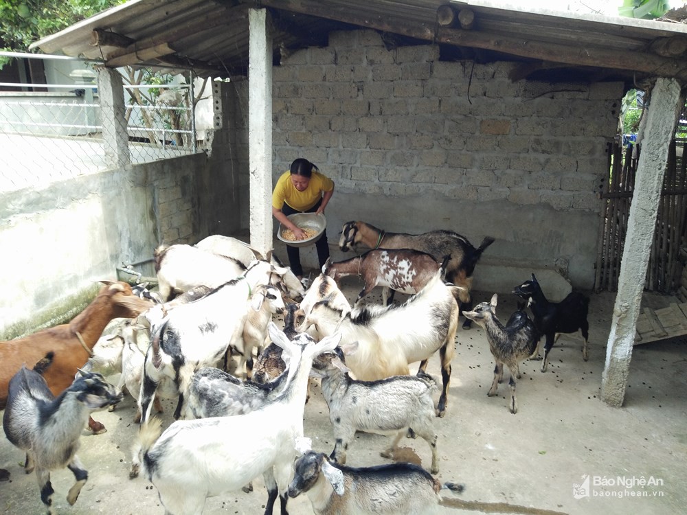 Gia đình giáo dân Nguyễn Văn Linh, Nguyễn Thị Tài một trong những hộ giáo dân tiêu biểu làm kinh tế giỏi. Ảnh: Thái Hiền