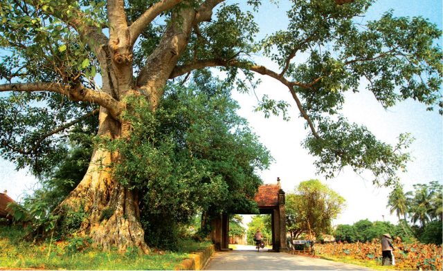 Đường vào làng cổ Đường Lâm. Ảnh: Quang Vinh