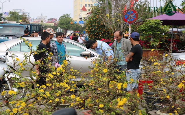 Rực rỡ sắc màu hoa xuân Quảng Bình. Ảnh: CTV