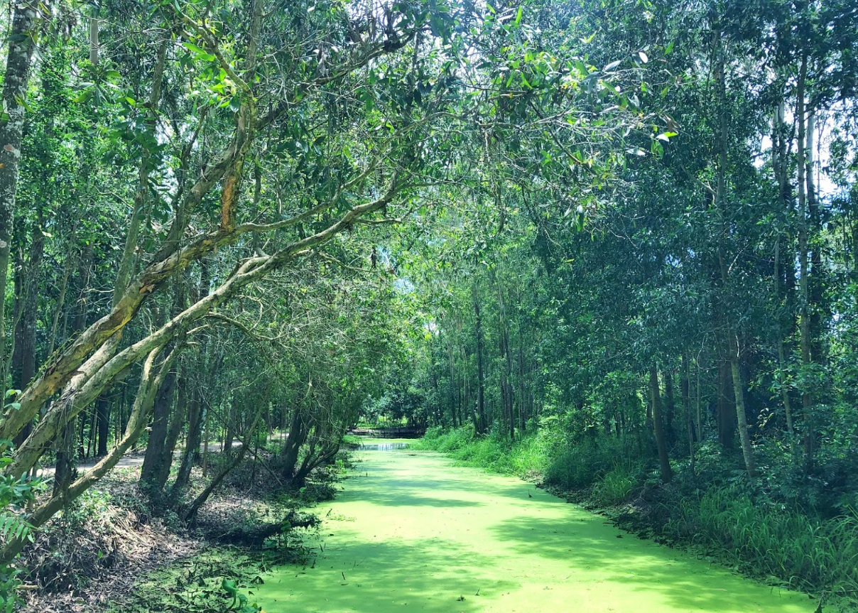 Lung Ngọc Hoàng là vùng đất ngập nước mang đầy vẻ hoang sơ, huyền bí. Ảnh: Thiên Lý