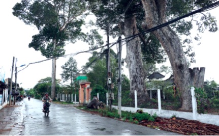 Hai cây dầu ráy bên cạnh đình Hội Yên. Ảnh: Thạch Thảo