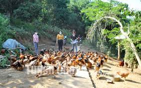 Lãnh đạo Hội LHPN xã Bình Xa tham quan mô hình nuôi gà thiến của hội viên Lương Thị Tươi, thôn Đèo Ảng. Ảnh: CTV