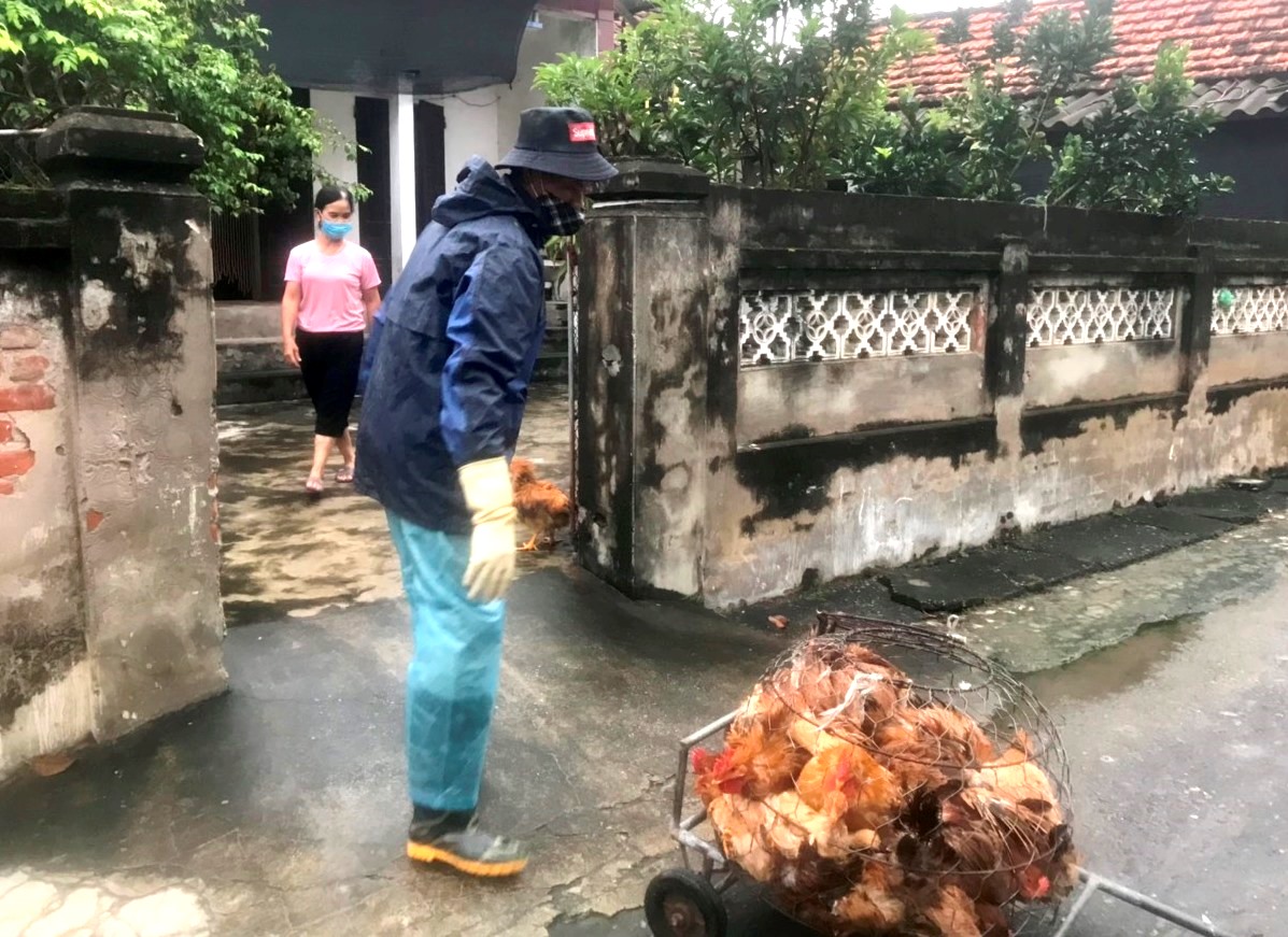 Tổ COVID cộng đồng chuyển gà của gia đình giáo dân Bùi Tô Vũ tặng trong khu phong tỏa. Ảnh: BA