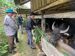 Lãnh đạo xã Thu Tà thăm mô hình nuôi trâu vỗ béo của gia đình anh Sùng Seo Dí. Ảnh: CTV