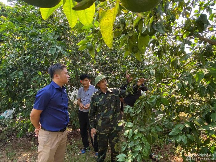 Giáo dân Nguyễn Văn Minh ở xóm Bình Minh, xã Nghĩa Lộc là một điển hình tiêu biểu trong phát triển kinh tế. 