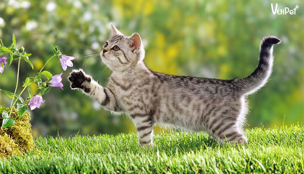 Từ rất lâu, loài mèo đã gắn bó với đời sông con người