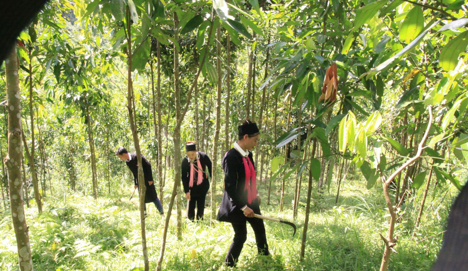 Người Dao chăm sóc rừng quế. 