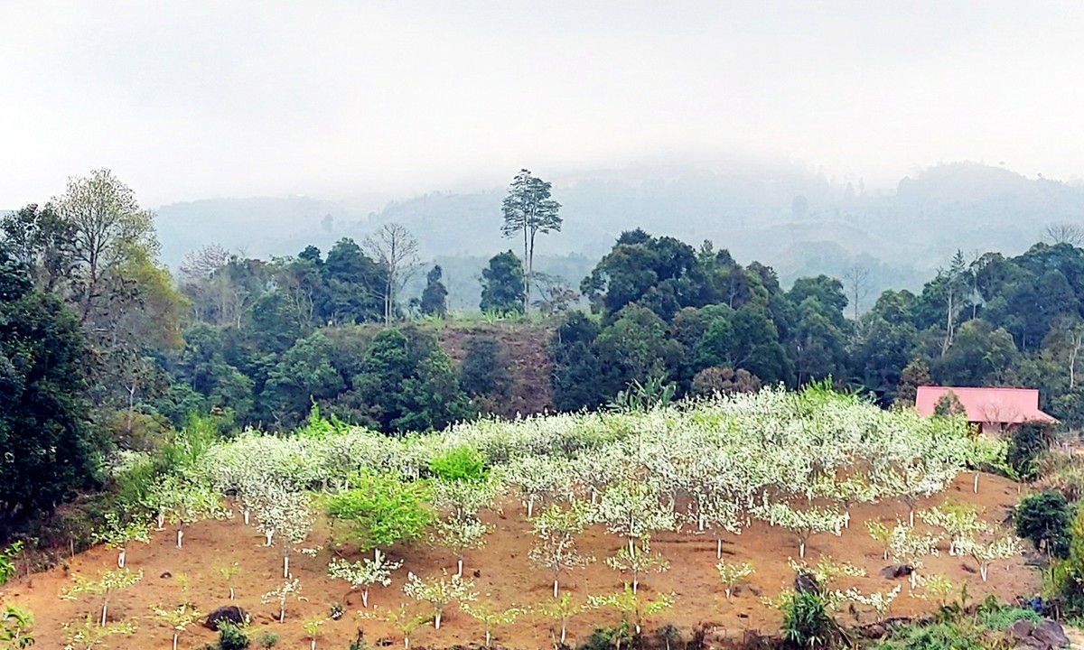 Nậm Pung mùa hoa lê trắng