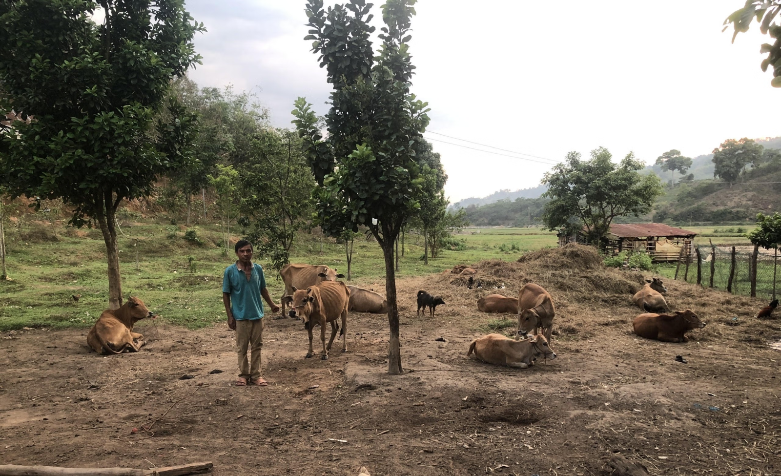 Mô hình chăn, nuôi bò ở buôn Tusria, Nam Ka. Ảnh: namka.daklal.gov