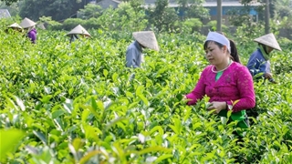 Dấu ấn của Chương trình 1719 ở vùng cao