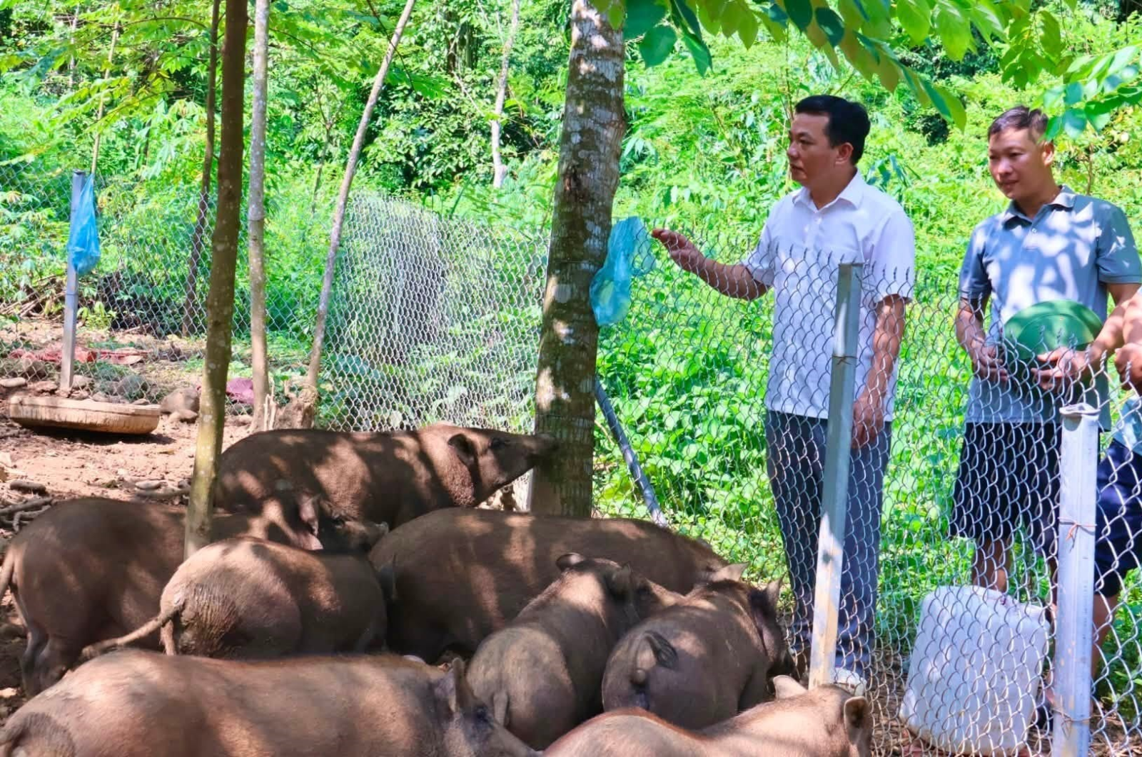 Mô hình sinh kế từ chăn nuôi lợn lai rừng tại xã Lai Đồng, Phú Thọ.